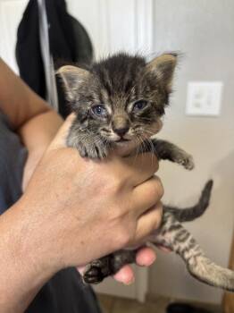Woogie -  Domestic Short Hair Cat for Adoption in Salinas, California - Woogie | PetCurious
