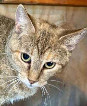 Patches Tabby -  Domestic Short Hair Cat for Adoption in New Braunfels, Texas - Patches Tabby | PetCurious