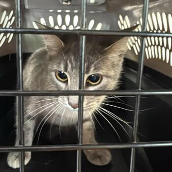 Domestic Short Hair Cats Available for Adoption in Huntington, West Virginia - Kitty | PetCurious