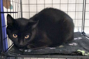 Rescue Domestic Short Hair Cats for Adoption in Virginia Beach, Virginia - Mama Serenity | PetCurious