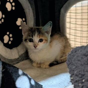 Rumor -  Domestic Short Hair Cat for Adoption in Sioux Falls, South Dakota - Rumor | PetCurious