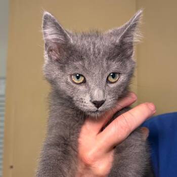 Ben Catlick -  Domestic Short Hair Cat for Adoption in Goleta, California - Ben Catlick | PetCurious