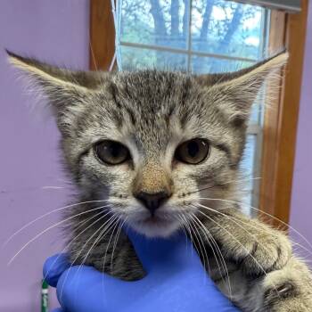 Rescue Domestic Short Hair Cats for Adoption in Redwood Valley, California - Serendipity | PetCurious