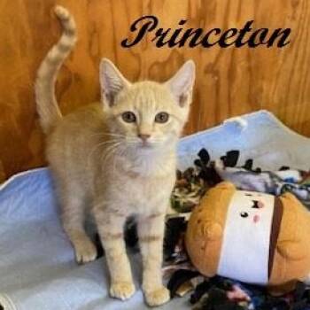 Princeton -  Tabby Cat for Adoption in Southern Pines, North Carolina - Princeton | PetCurious
