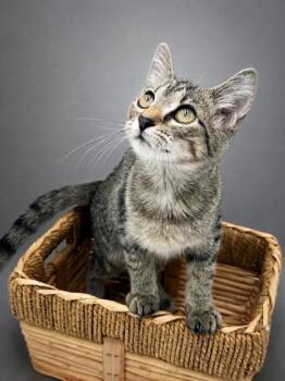 Bell -  Domestic Short Hair Cat for Adoption in Bowling Green, Kentucky - Bell | PetCurious
