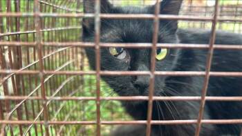 Rescue Domestic Short Hair Cats for Adoption in Houston, Texas - SWEET HONEY CHILD | PetCurious