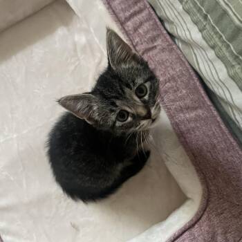 Tabby Cats Available for Adoption in Wyandotte, Michigan - Sprout | PetCurious