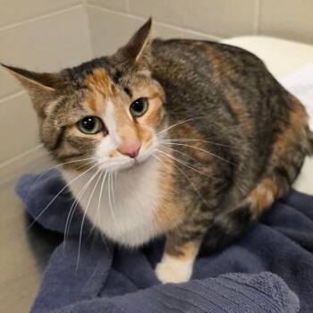 Domestic Short Hair Cats Available for Adoption in Bristol, Indiana - Liora | PetCurious