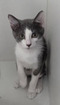 Ostrich -  Domestic Short Hair Cat for Adoption in INDN HBR BCH, Florida - Ostrich | PetCurious