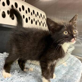 Peppy -  Domestic Medium Hair Cat for Adoption in Morganfield, Kentucky - Peppy | PetCurious