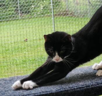 Domestic Short Hair Cats Available for Adoption in Crossville, Tennessee - Socks | PetCurious