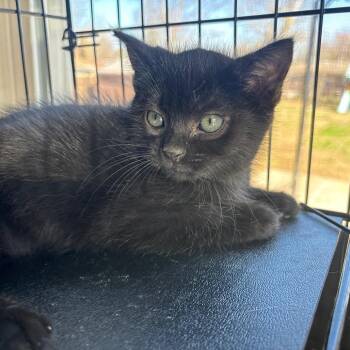 Domestic Short Hair Cats Available for Adoption - Emerald | PetCurious