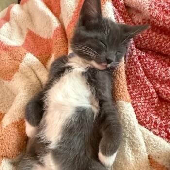 Domestic Medium Hair Cats Available for Adoption - Eli C6228 | PetCurious