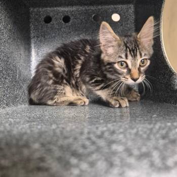 Critter -  Domestic Short Hair Cat for Adoption in Birmingham, Alabama - Critter | PetCurious