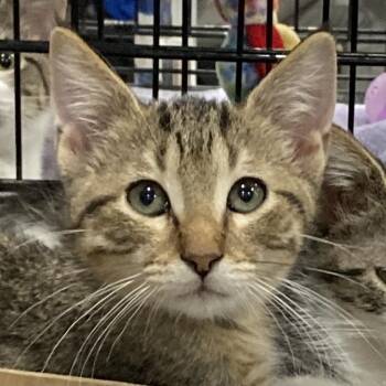 Brownie -  Domestic Short Hair Cat for Adoption in Springfield, Illinois - Brownie | PetCurious