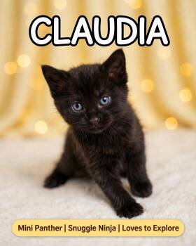 Claudia -  American Shorthair and Tabby Cat for Adoption in Billerica, Massachusetts - Claudia | PetCurious