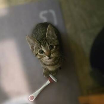 Turbo -  Domestic Short Hair Cat for Adoption in Tempe, Arizona - Turbo | PetCurious
