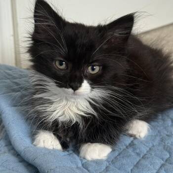 Virginia -  Domestic Medium Hair and Tuxedo Cat for Adoption in Germansville, Pennsylvania - Virginia | PetCurious