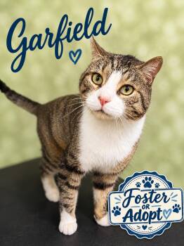 Garfield (FCID# 07/14/2026 - 130) Willow Grove -  Domestic Short Hair Cat for Adoption in Greenville, Delaware - Garfield (FCID# 07/14/2026 - 130) Willow Grove | PetCurious