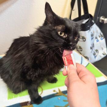 Domestic Long Hair Cats Available for Adoption in Cheyenne, Wyoming - Onyx | PetCurious