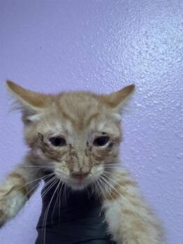 Roy -  Domestic Short Hair Cat Available for Adoption in El Paso, Texas - Roy | PetCurious