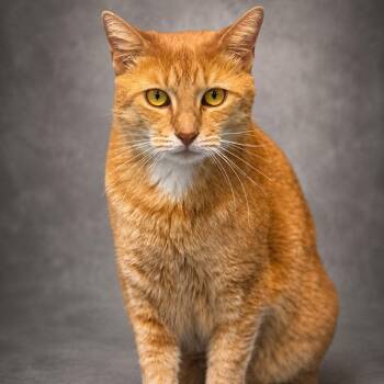 Domestic Short Hair Cats Available for Adoption in Houston, Texas - Ava | PetCurious
