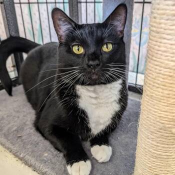 Celeste -  Domestic Short Hair Cat for Adoption in St. Louis, Missouri - Celeste | PetCurious
