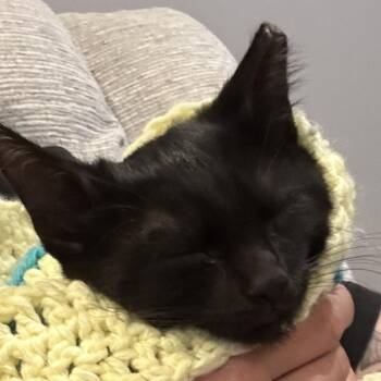 Zoey -  Domestic Short Hair Cat for Adoption in Overland Park, Kansas - Zoey | PetCurious