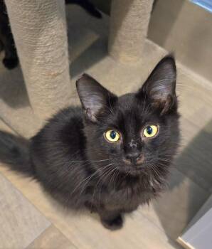Slinky -  Domestic Medium Hair Cat for Adoption in Vancouver, Washington - Slinky | PetCurious