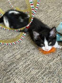 Petunia-adopted -  Domestic Short Hair Cat for Adoption in Atlanta, Georgia - Petunia-adopted | PetCurious