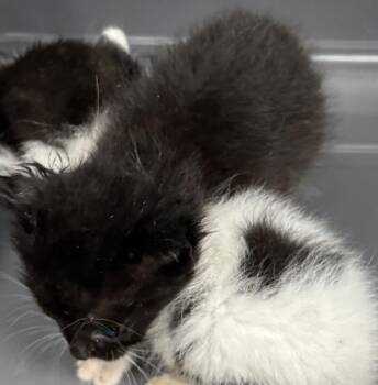 Pen 24 Buster -  Domestic Short Hair Cat for Adoption in Lawrenceville, Georgia - Pen 24 Buster | PetCurious