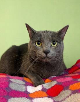 Domestic Short Hair Cats Available for Adoption in Rock Springs, Wyoming - Solar | PetCurious