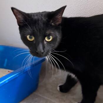 Rescue Domestic Short Hair Cats for Adoption in Midland, Texas - Ricky | PetCurious