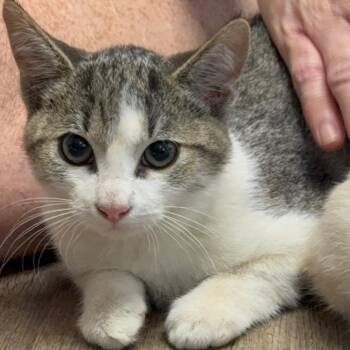 Frontier -  Domestic Short Hair Cat for Adoption in Incline Village, Nevada - Frontier | PetCurious