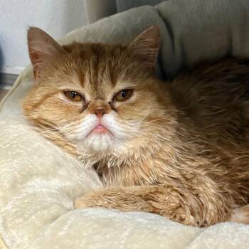 Thomas -  Scottish Fold Cat for Adoption in Wantagh, New York - Thomas | PetCurious