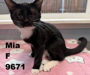 Rescue American Shorthair Cats for Adoption in Weatherford, Texas - Mia | PetCurious