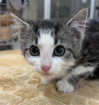 THRESHER -  Domestic Short Hair Cat for Adoption in Aliquippa, Pennsylvania - THRESHER | PetCurious