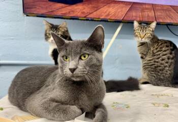 Dobbie -  Domestic Short Hair Cat Available for Adoption in West Mifflin, Pennsylvania - Dobbie | PetCurious