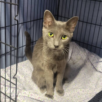 Rescue Russian Blue and Domestic Short Hair Cats for Adoption in Carmel, Indiana - Buddha Aka Emily Bronte | PetCurious