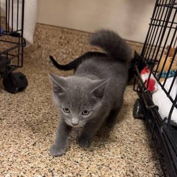 Yakisoba -  Domestic Short Hair Cat for Adoption in Tempe, Arizona - Yakisoba | PetCurious