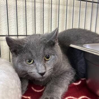 Domestic Short Hair Cats Available for Adoption - Trooper | PetCurious