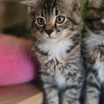 Cortnana -  Domestic Long Hair Cat for Adoption in Beaverton, Oregon - Cortnana | PetCurious
