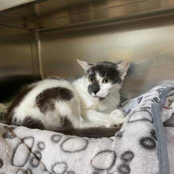 Randy -  Domestic Short Hair Cat for Adoption in Richmond, Virginia - Randy | PetCurious