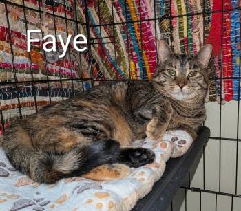 Faye -  Domestic Short Hair Cat for Adoption in O
