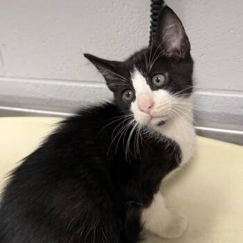Eeny -  Domestic Short Hair Cat for Adoption in Greenville, South Carolina - Eeny | PetCurious