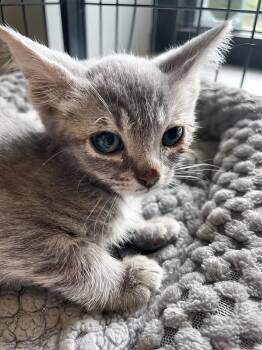 Minnie -  Domestic Short Hair Cat for Adoption in Nashville, Tennessee - Minnie | PetCurious