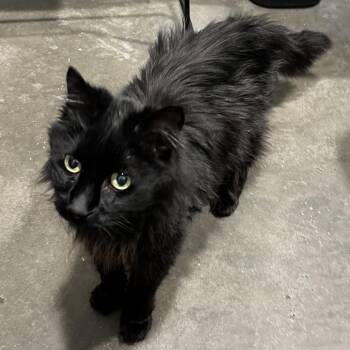 Domestic Short Hair Cats Available for Adoption - Sami | PetCurious
