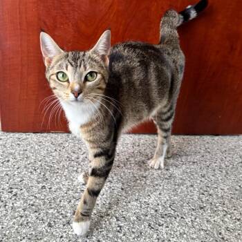 Whiskey -  Domestic Short Hair Cat for Adoption in Smithville, Tennessee - Whiskey | PetCurious