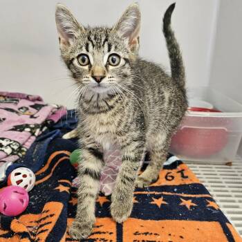 Marcy -  Domestic Short Hair Cat for Adoption in Monroe, Michigan - Marcy | PetCurious
