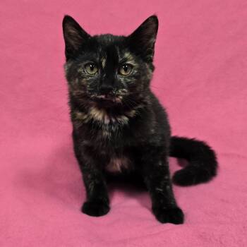 Jane -  Tortoiseshell Cat for Adoption in Frankfort, Indiana - Jane | PetCurious